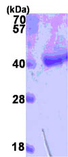 SDS-PAGE - Recombinant human D Amino Acid Oxidase protein (His tag N-Terminus) (AB86700)