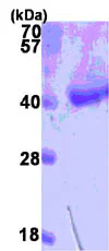 SDS-PAGE - Recombinant human D Amino Acid Oxidase protein (His tag N-Terminus) (AB86700)