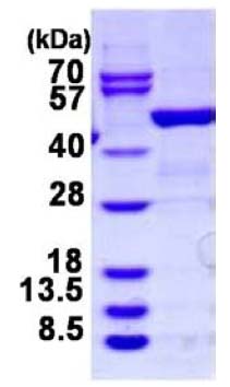 SDS-PAGE - Recombinant Human D4 GDI protein (AB124592)