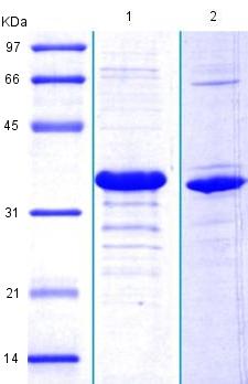 Recombinant Human DAG1 protein