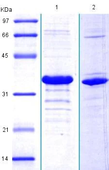 SDS-PAGE - Recombinant Human DAG1 protein (AB175460)