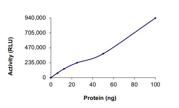 Functional Studies - Recombinant human DAGK protein (Active) (AB268444), expandable thumbnail