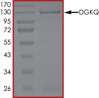 SDS-PAGE - Recombinant human DAGK protein (Active) (AB268444), expandable thumbnail