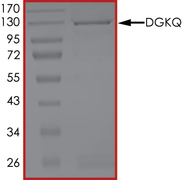SDS-PAGE - Recombinant human DAGK protein (Active) (AB268444)