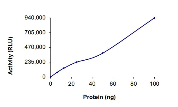 Functional Studies - Recombinant human DAGK protein (Active) (GST tag N-Terminus) (AB268444)