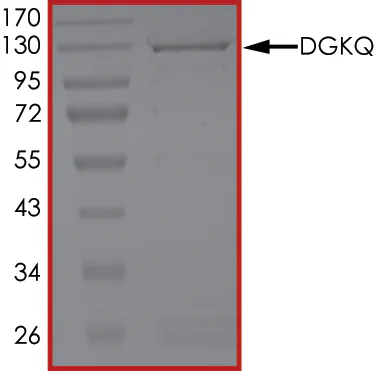 SDS-PAGE - Recombinant human DAGK protein (Active) (GST tag N-Terminus) (AB268444)