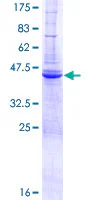 SDS-PAGE - Recombinant Human DAI protein (GST tag N-Terminus) (AB153528)