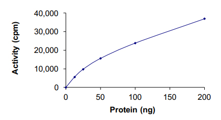 Functional Studies - Recombinant human DAP Kinase 1 protein (AB63191), expandable thumbnail
