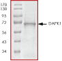 SDS-PAGE - Recombinant human DAP Kinase 1 protein (AB63191), expandable thumbnail