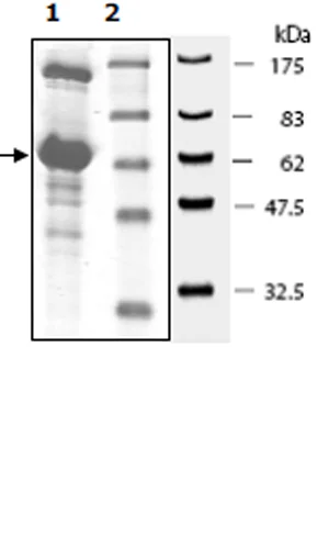 SDS-PAGE - Recombinant Human DAP Kinase 1 protein (GST tag N-Terminus) (AB271485)