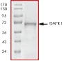 SDS-PAGE - Recombinant human DAP Kinase 1 protein (GST tag N-Terminus) (AB63191)
