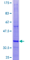 SDS-PAGE - Recombinant Human DAP12 protein (GST tag N-Terminus) (AB132176)