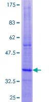 SDS-PAGE - Recombinant Human DAP12 protein (GST tag N-Terminus) (AB132176)