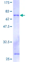 SDS-PAGE - Recombinant Human DAP3 protein (GST tag N-Terminus) (AB131869)