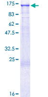 SDS-PAGE - Recombinant Human Daxx protein (GST tag N-Terminus) (AB131785)