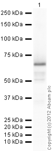 Western blot - Recombinant Human DAZL protein (AB112279)