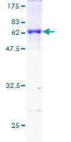 SDS-PAGE - Recombinant Human DAZL protein (GST tag N-Terminus) (AB112279)