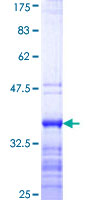 SDS-PAGE - Recombinant Human DBPA protein (GST tag N-Terminus) (AB160078)