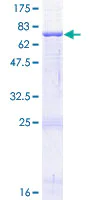 SDS-PAGE - Recombinant Human DC-SIGN protein (AB131780)