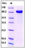 SDS-PAGE - Recombinant Human DC-SIGN protein (Fc Chimera) (AB276226)