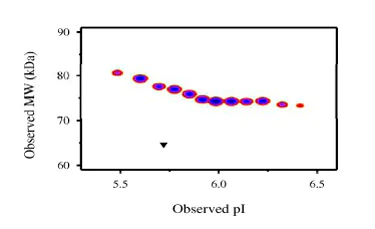 Functional Studies - Recombinant Human DC-SIGNR protein (Fc Chimera) (AB83920)