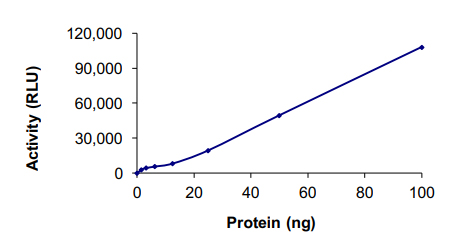 Recombinant human DCAMKL1 protein