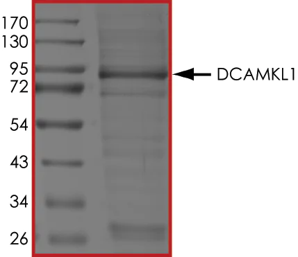 SDS-PAGE - Recombinant human DCAMKL1 protein (Active) (AB268437)