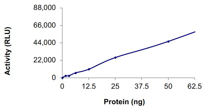 Recombinant human DCAMKL1 protein (Active)