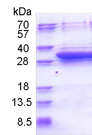 SDS-PAGE - Recombinant Human DCI protein (His tag N-Terminus) (AB174405)