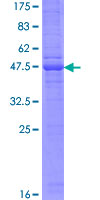 Recombinant Human DCL-1 protein