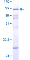 SDS-PAGE - Recombinant Human Dcp2/TDT protein (GST tag N-Terminus) (AB132368)