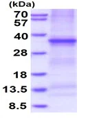 SDS-PAGE - Recombinant Human DcR3 protein (denatured) (His tag N-Terminus) (AB176068)