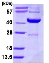 SDS-PAGE - Recombinant Human DCS-1 protein (His tag N-Terminus) (AB113138)