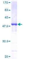 Recombinant Human DCTN1/p150-glued protein