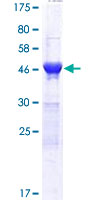 SDS-PAGE - Recombinant Human DDI2 protein (AB164562), expandable thumbnail