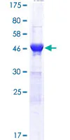 SDS-PAGE - Recombinant Human DDI2 protein (GST tag N-Terminus) (AB164562)