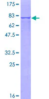 SDS-PAGE - Recombinant Human DDOST protein (GST tag N-Terminus) (AB132709)