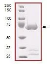 SDS-PAGE - Recombinant human DDR2 protein (AB96401)