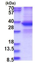 SDS-PAGE - Recombinant Human DDX39 protein (denatured) (His tag N-Terminus) (AB181916)