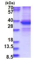 SDS-PAGE - Recombinant Human DDX39 protein (denatured) (His tag N-Terminus) (AB181916)