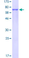 SDS-PAGE - Recombinant Human DDX39 protein (GST tag N-Terminus) (AB160882)