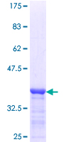 SDS-PAGE - Recombinant Human DDX4 / MVH protein (GST tag N-Terminus) (AB153378)