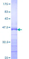 SDS-PAGE - Recombinant Human DDX54 protein (GST tag N-Terminus) (AB163967)