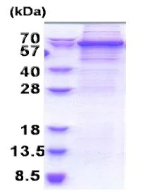 SDS-PAGE - Recombinant Human DDX56/DDX21 protein (denatured) (AB171485)