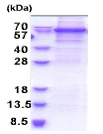 SDS-PAGE - Recombinant Human DDX56/DDX21 protein (denatured) (His tag N-Terminus) (AB171485)