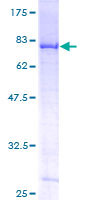 SDS-PAGE - Recombinant Human DDX6 protein (GST tag N-Terminus) (AB114574)