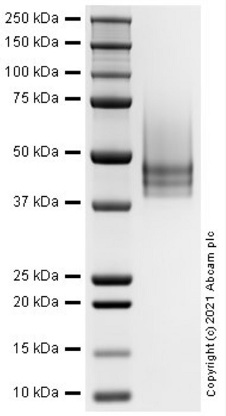 SDS-PAGE - Recombinant Human Decorin protein (Active) (AB283431), expandable thumbnail