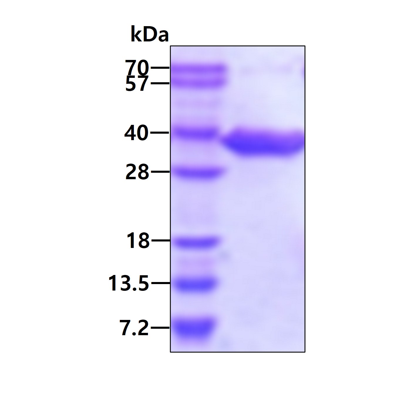 SDS-PAGE - Recombinant Human DECR1 protein (AB105597), expandable thumbnail