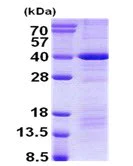 SDS-PAGE - Recombinant Human DEDD protein (denatured) (His tag N-Terminus) (AB140059)