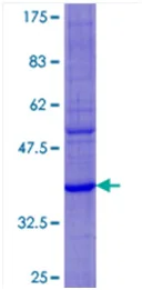 SDS-PAGE - Recombinant Human DEFA6 protein (GST tag N-Terminus) (AB116983)